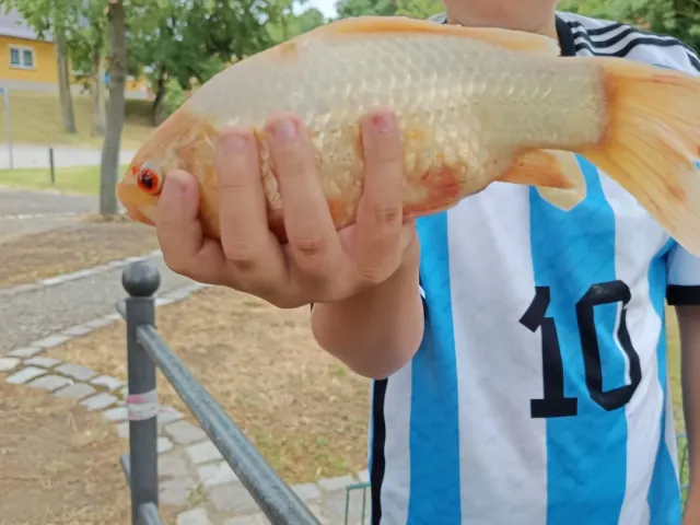 Goldfisch