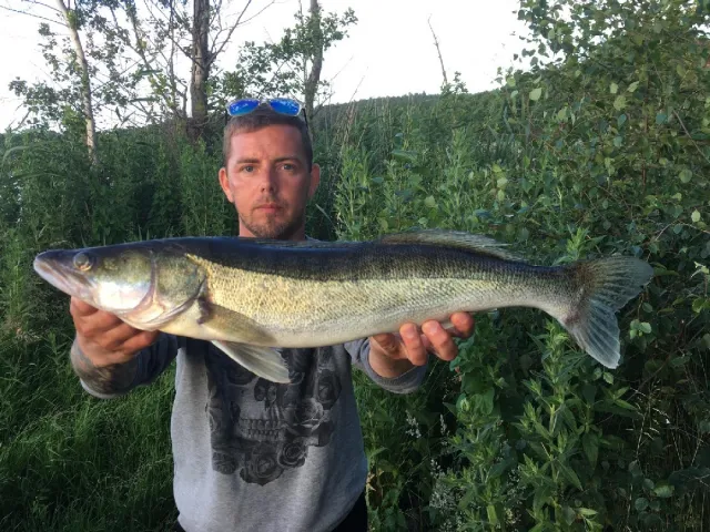 Zander
