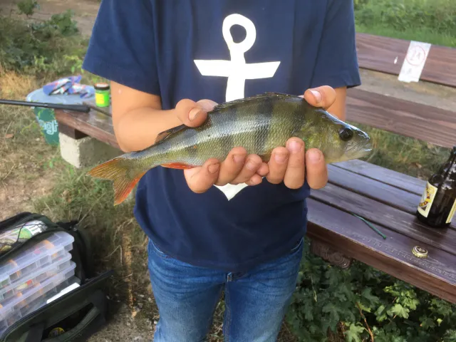 Flussbarsch