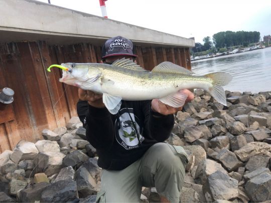 Zander
