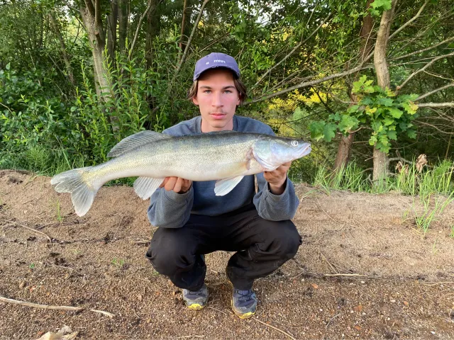 Zander