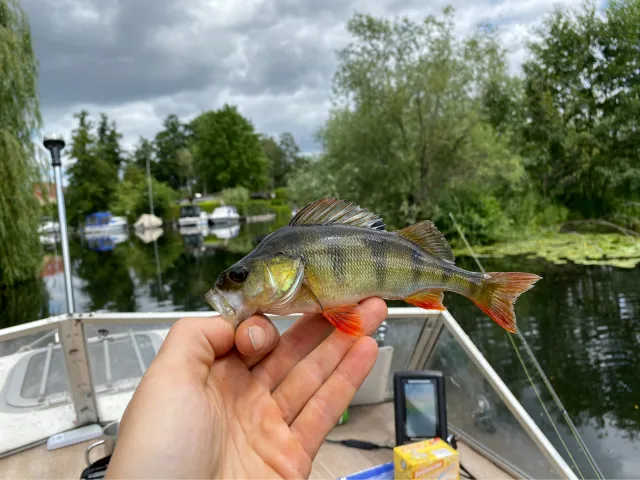 Flussbarsch