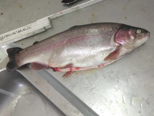 Regenbogenforelle