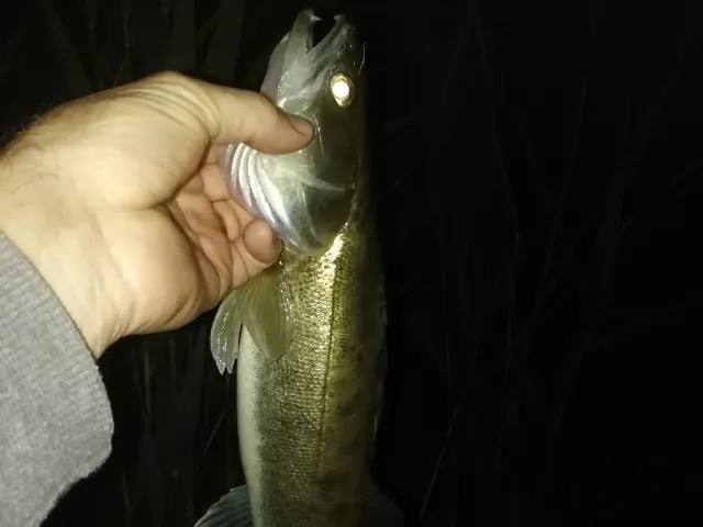 Zander
