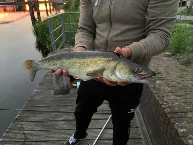 Zander