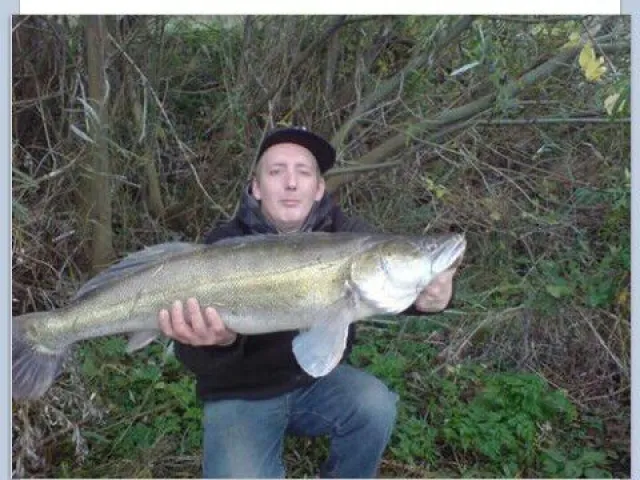Zander