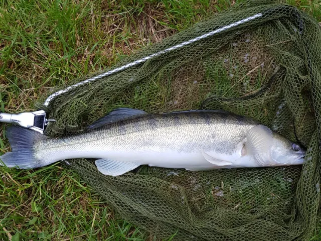 Zander