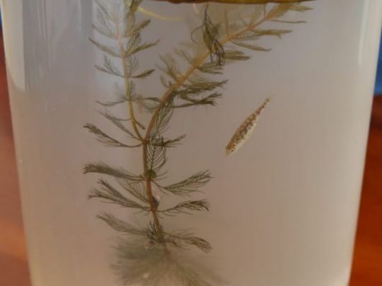 Dreistachliger Stichling