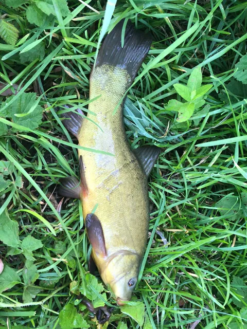 Schleie