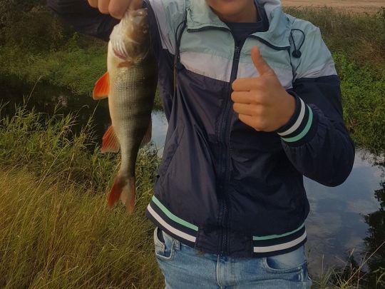 Flussbarsch