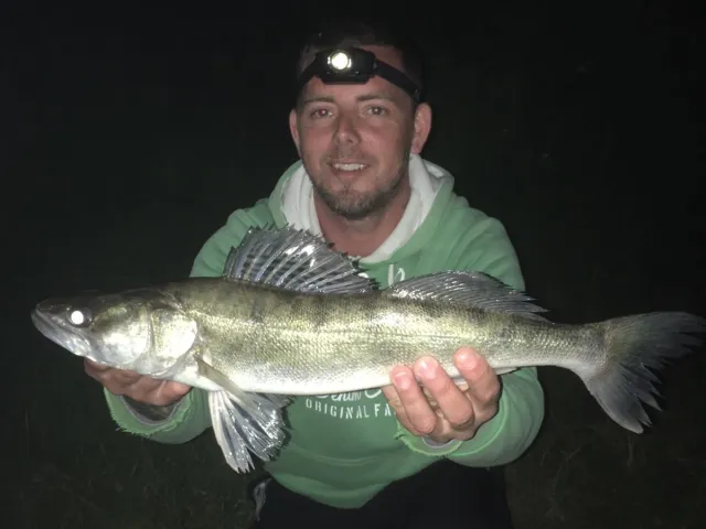 Zander