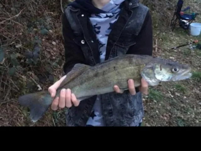 Zander