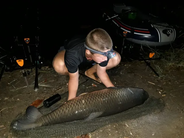 Graskarpfen
