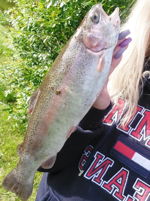 Regenbogenforelle
