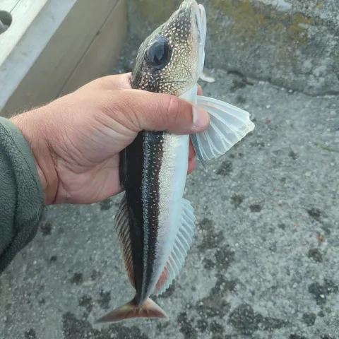 Knurrhahn (Grauer)