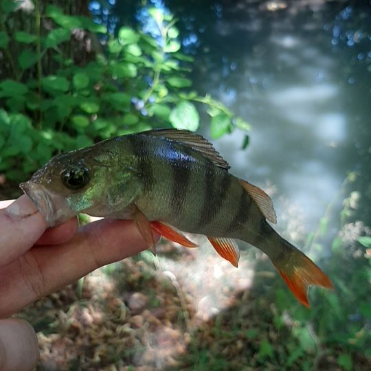 Flussbarsch
