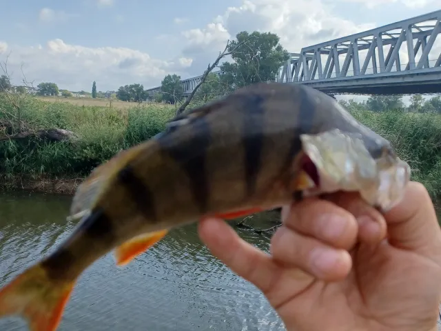 Flussbarsch