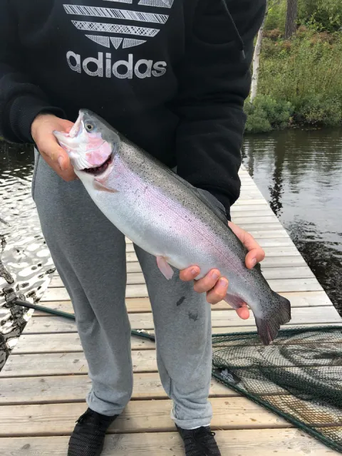 Regenbogenforelle