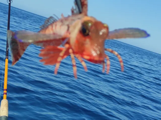 Dorade
