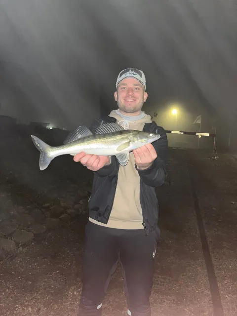 Zander