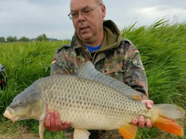 Karpfen