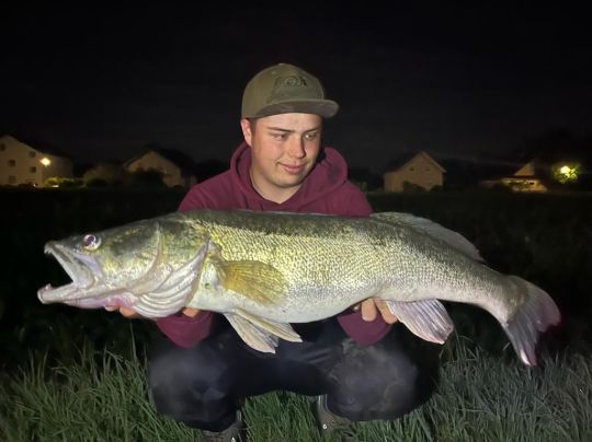 Zander