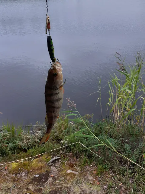 Flussbarsch