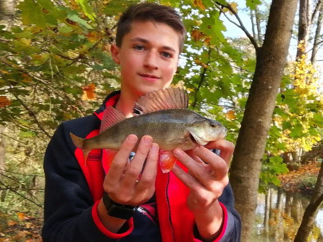Flussbarsch