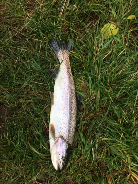 Regenbogenforelle