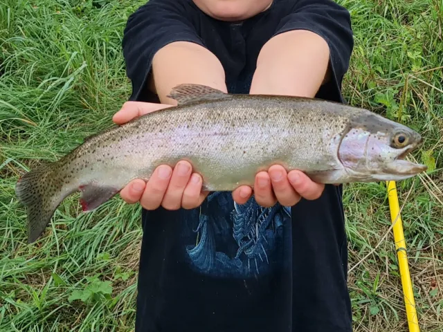 Regenbogenforelle