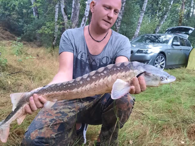 Stör