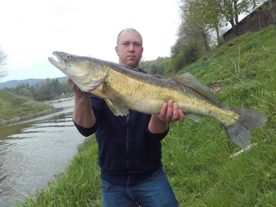 Zander