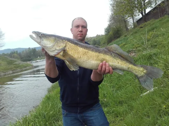 Zander