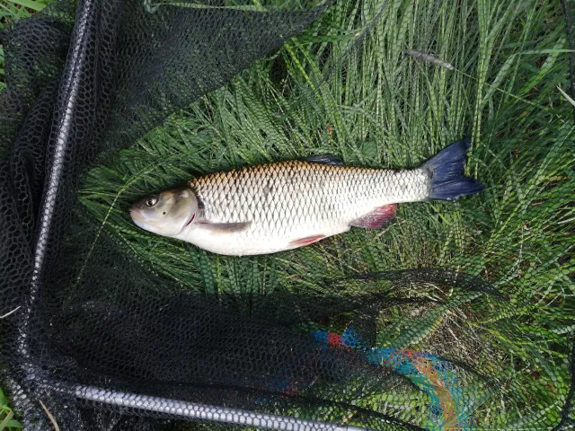 Döbel