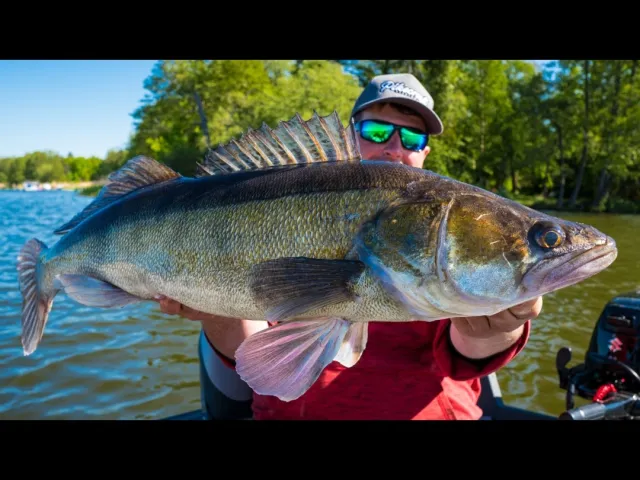 Zander