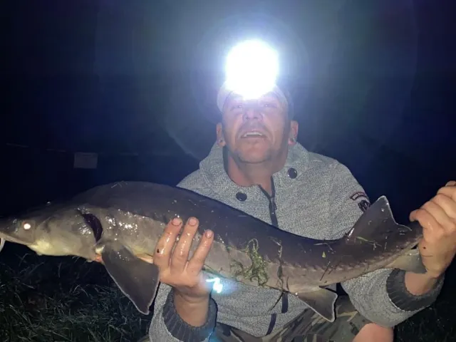 Stör