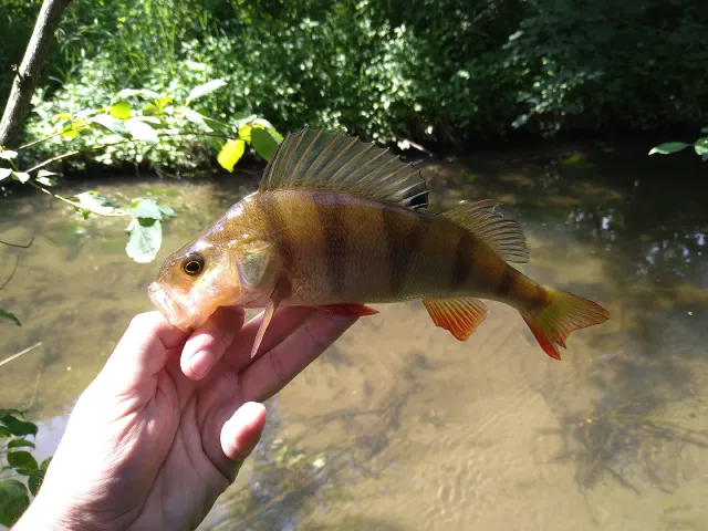 Flussbarsch