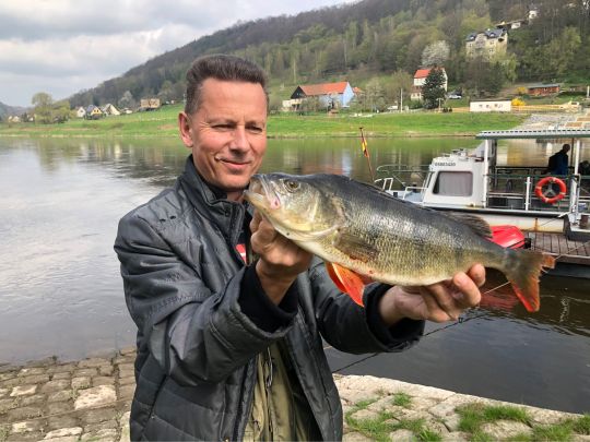 Flussbarsch