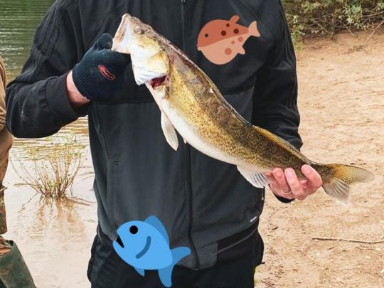 Zander-5
