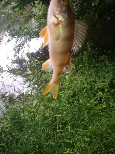 Flussbarsch