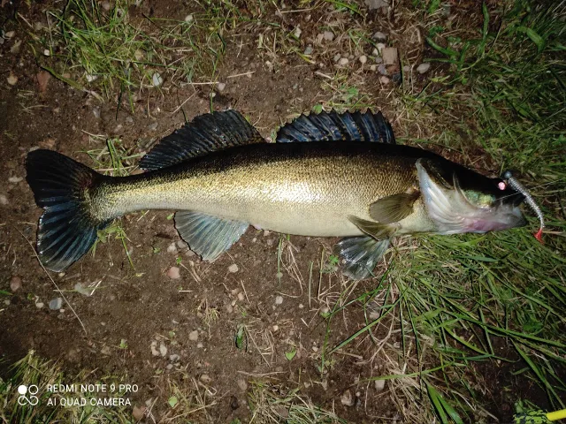 Zander