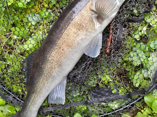 Zander