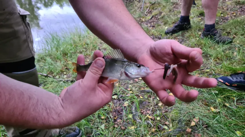 Flussbarsch