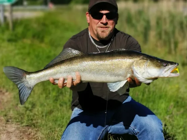 Zander