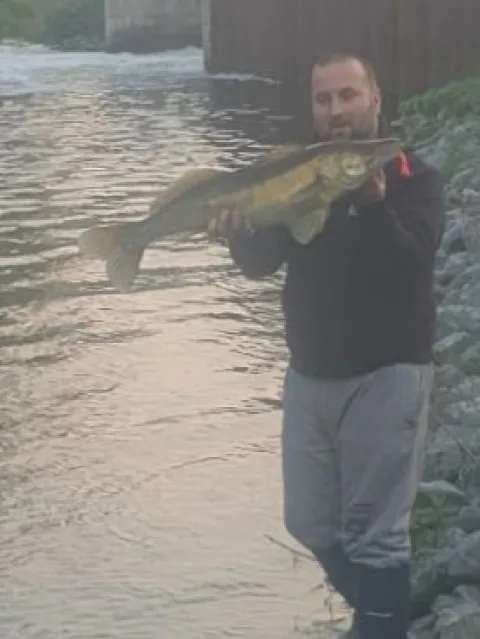 Zander