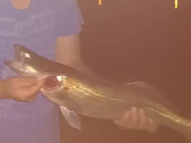 Zander