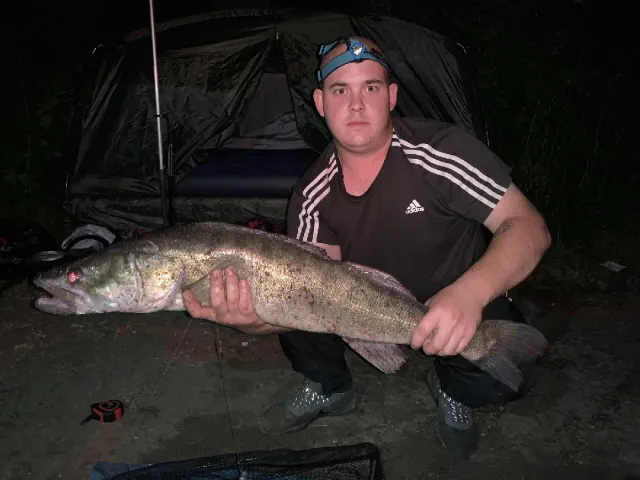Zander