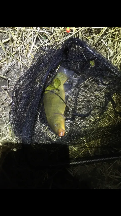 Schleie