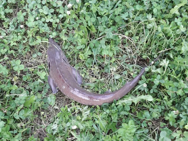 Stör