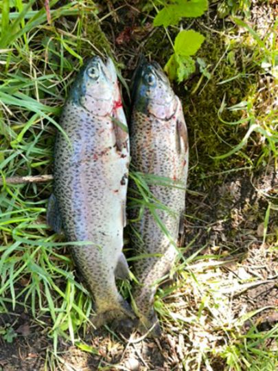Regenbogenforelle